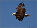 _0SB0735 american bald eagle